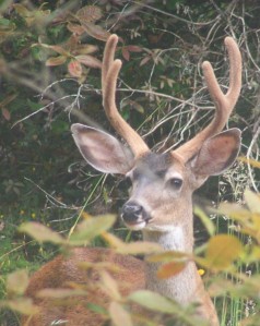 young buck deer